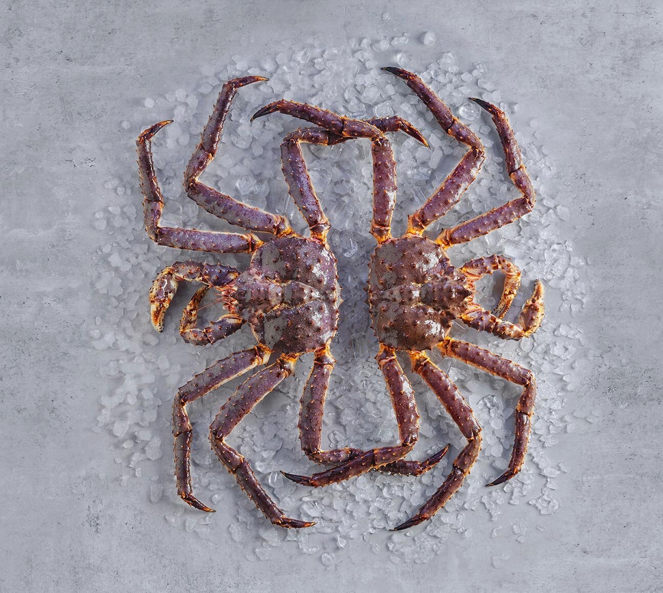 Cengrejo rojo real Noruego