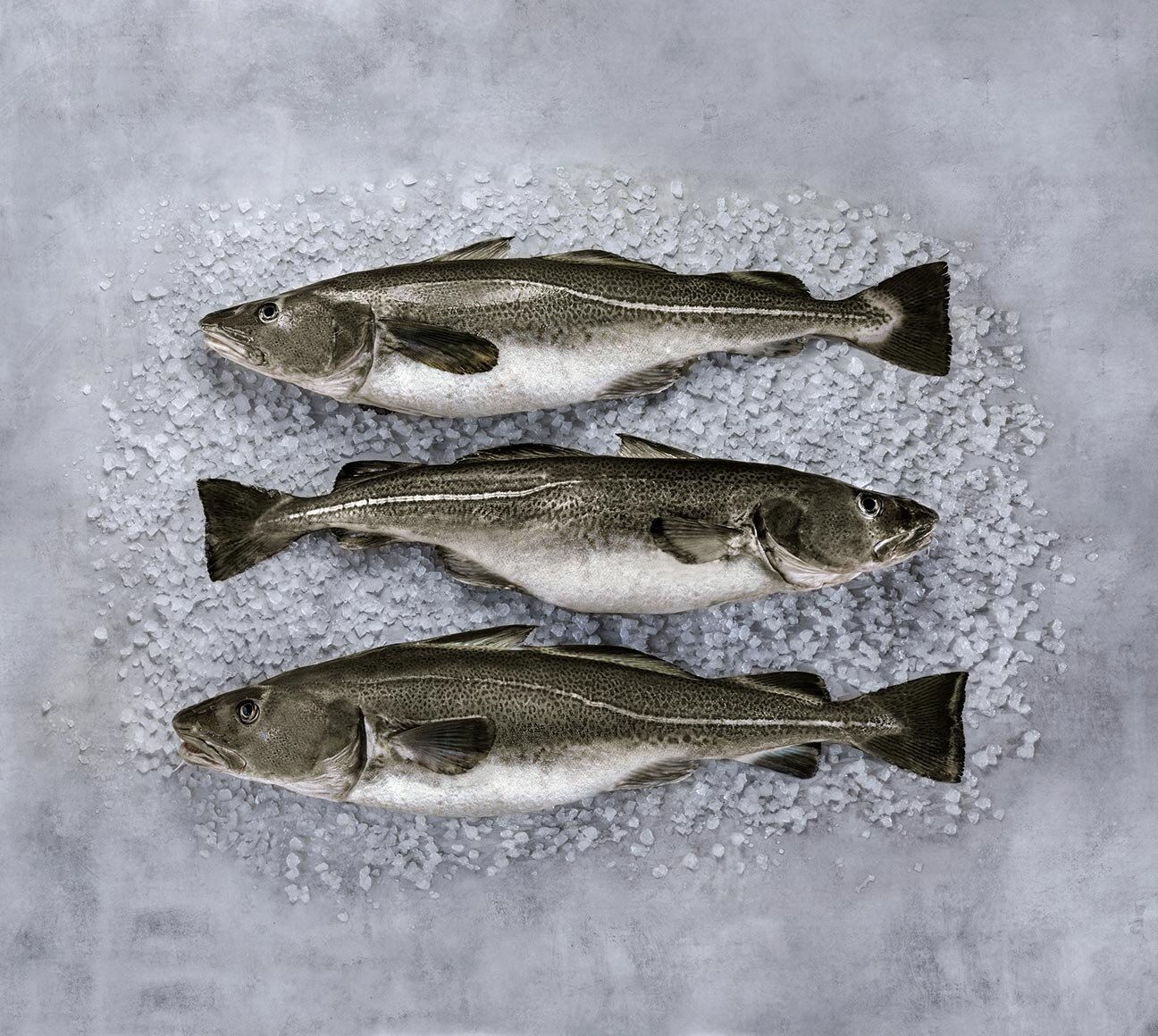 Skrei noruego sobre hielo