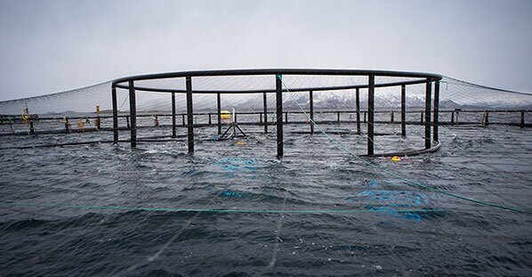Jaula flotante